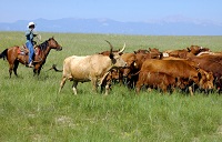 State Enacts New Immigration, Cattle Theft Laws Affecting Notaries
